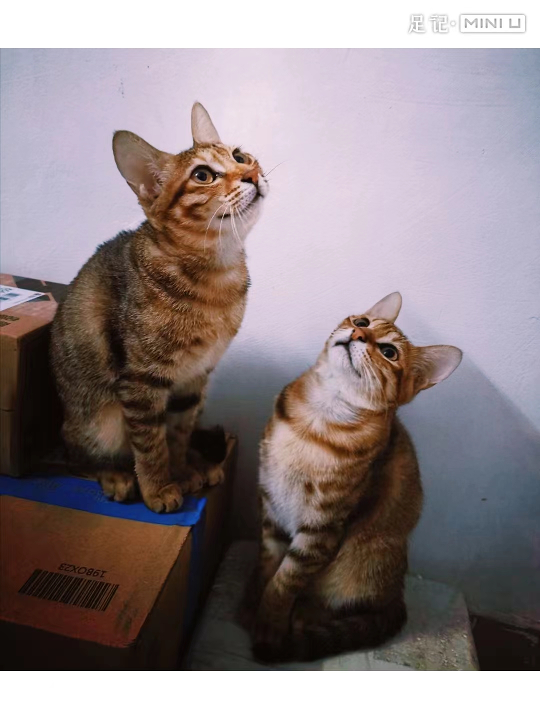 喵~