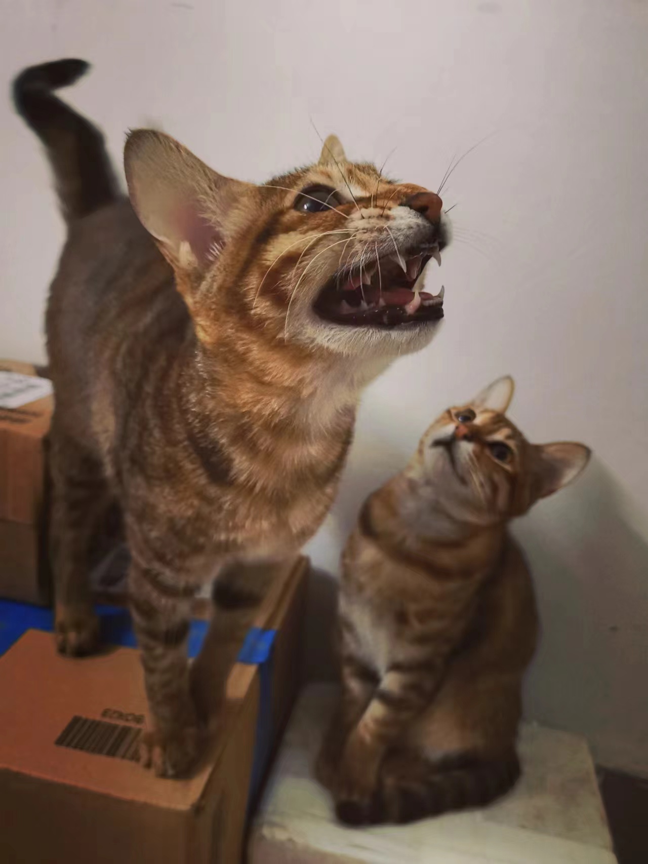 喵~