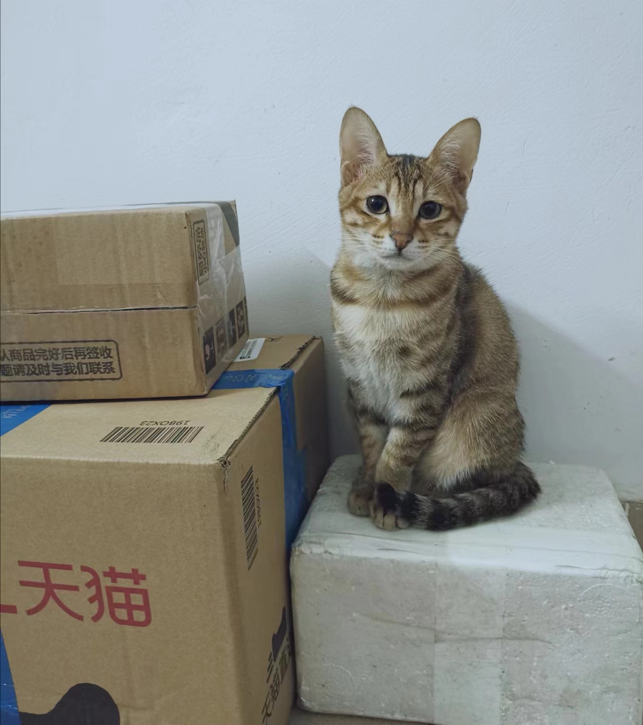 喵~