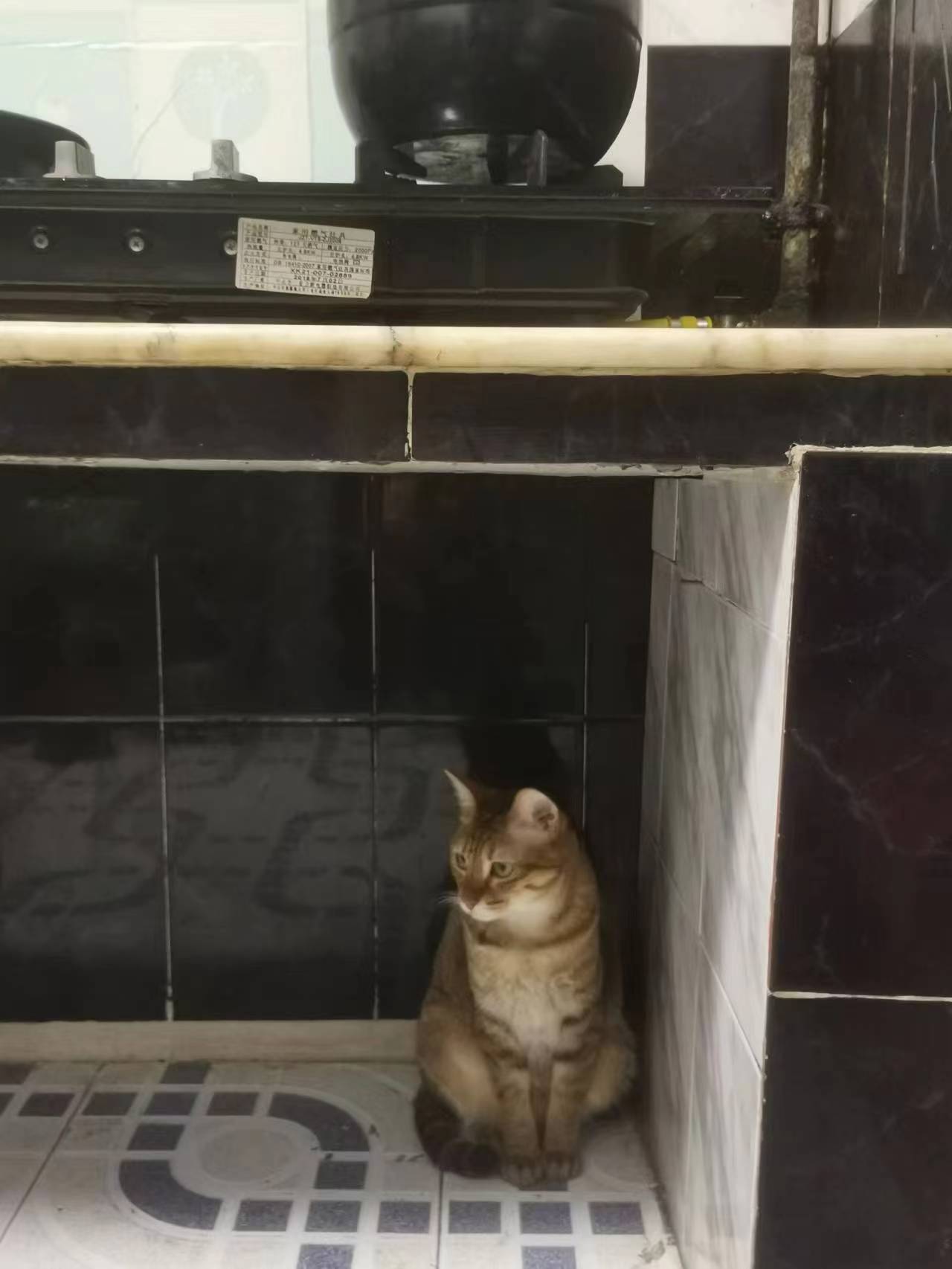 喵~