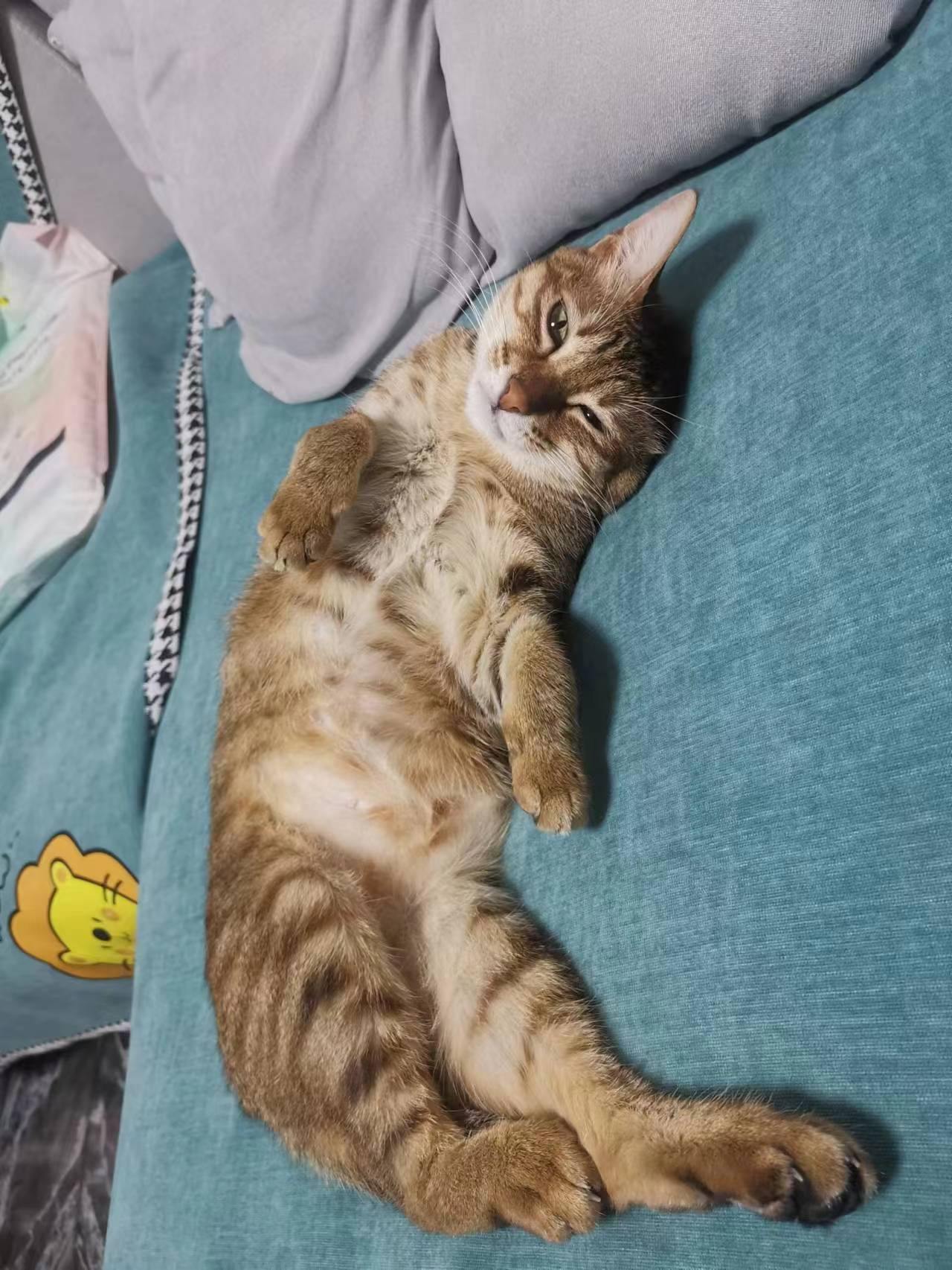 喵~
