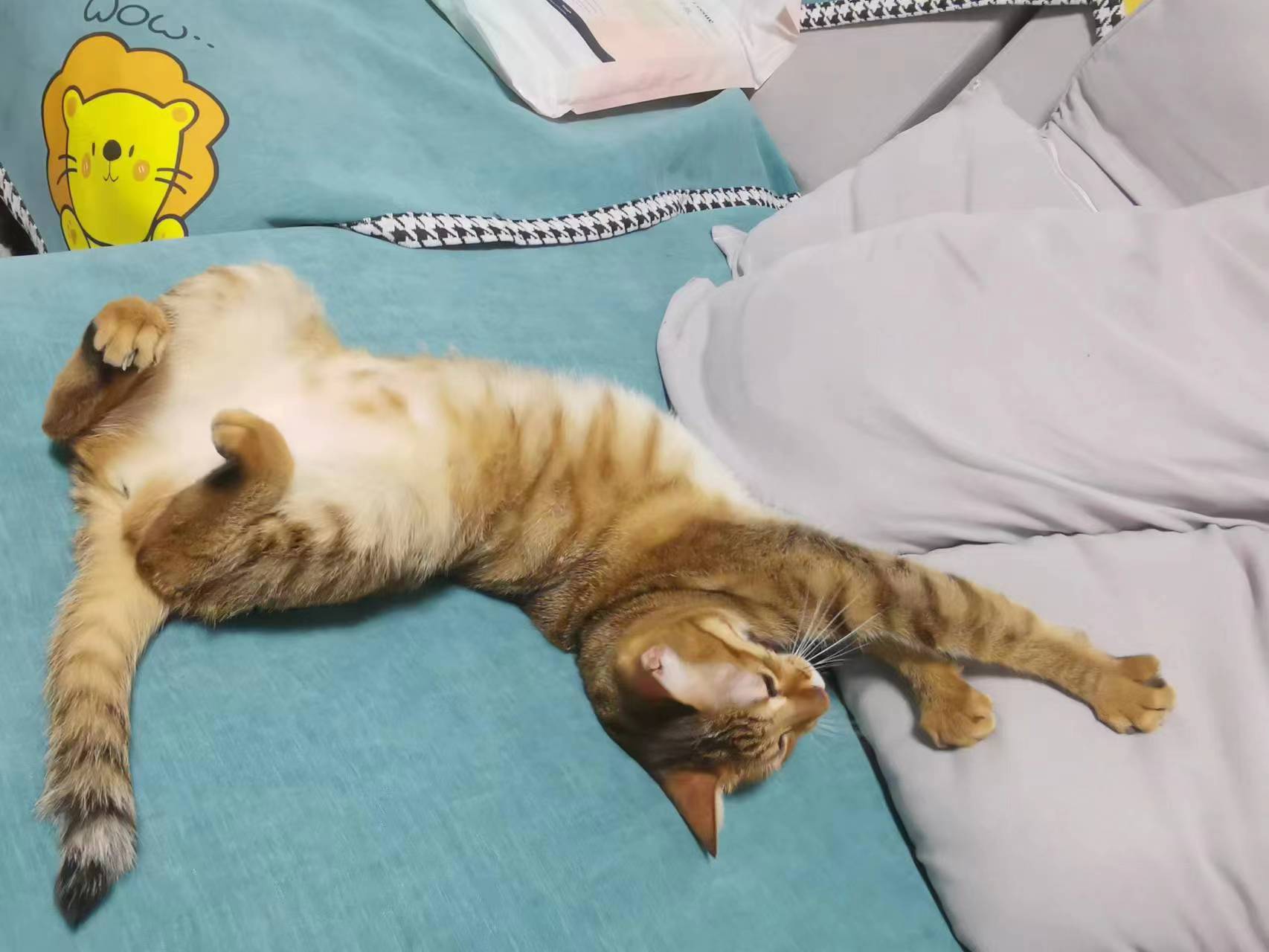 喵~