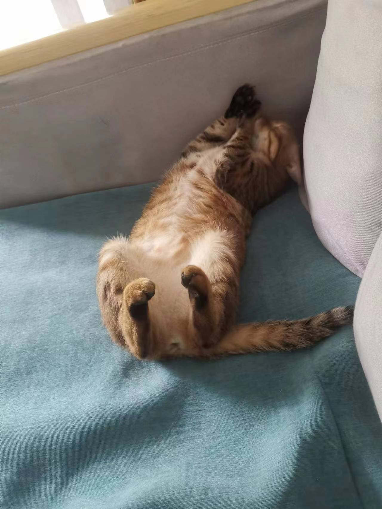 喵~