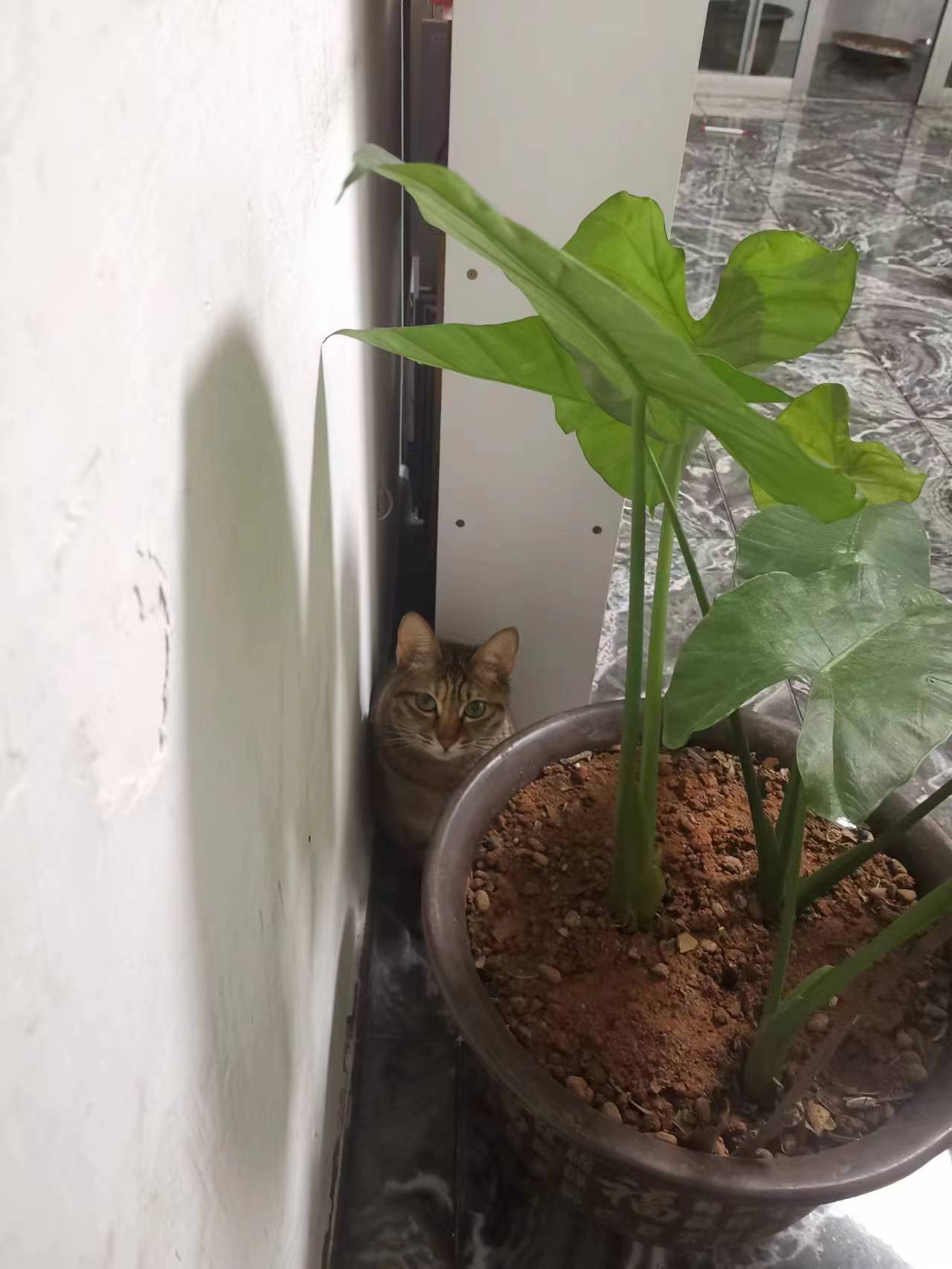 喵~
