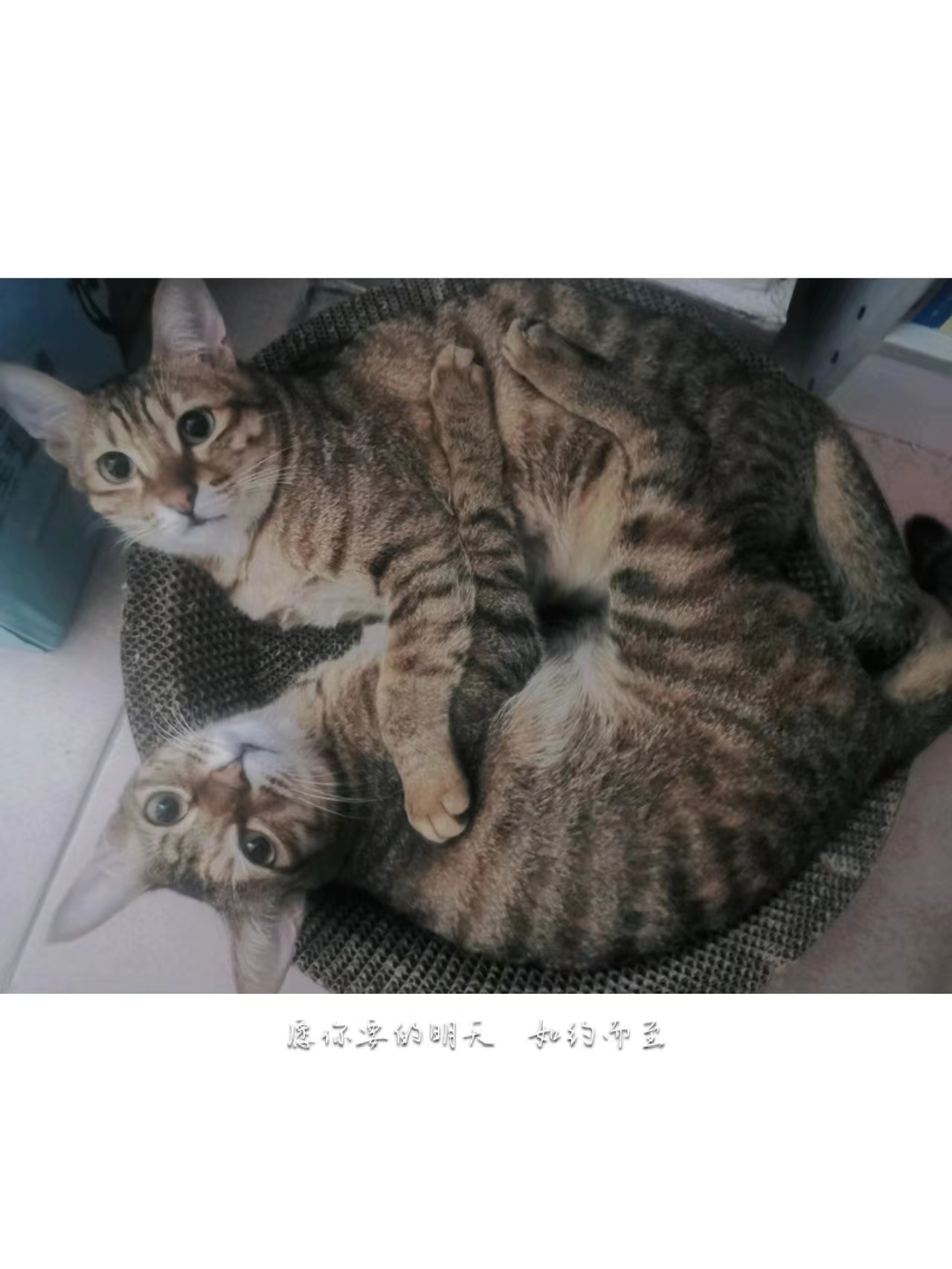喵~