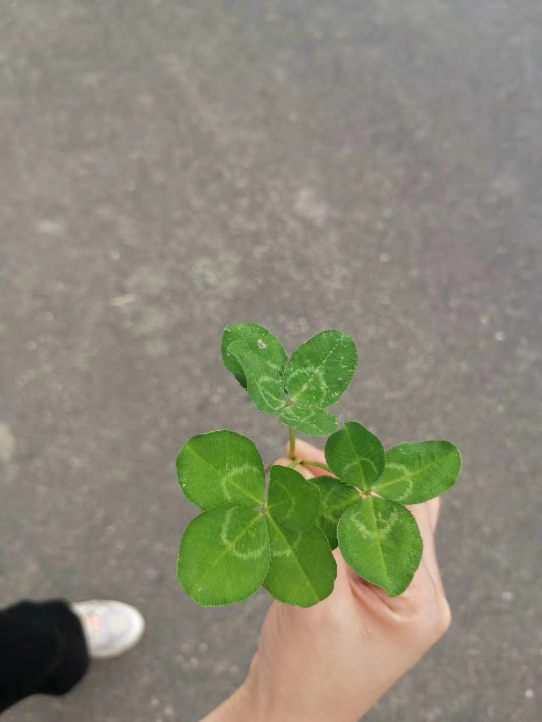 四叶草